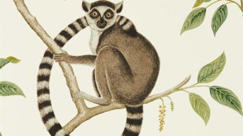 Ringtailed Lemur 216664